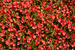 Topspin Scarlet Begonia (Begonia 'Topspin Scarlet') at Lakeshore Garden Centres