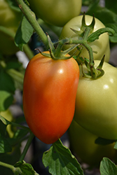 Pony Express Tomato (Solanum lycopersicum 'Pony Express') at A Very Successful Garden Center