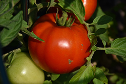 Defiant Tomato (Solanum lycopersicum 'Defiant') at A Very Successful Garden Center