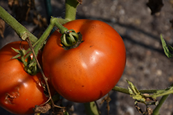 Mountain Merit Tomato (Solanum lycopersicum 'Mountain Merit') at A Very Successful Garden Center