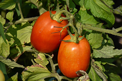 Heinz Super Roma Tomato (Solanum lycopersicum 'Heinz Super Roma') at A Very Successful Garden Center