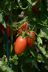 Maglia Rosa Tomato (Solanum lycopersicum 'Maglia Rosa') at A Very Successful Garden Center