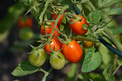 Jolly Girl Tomato (Solanum lycopersicum 'Jolly Girl') at A Very Successful Garden Center
