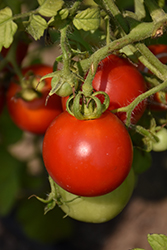 Red Racer Tomato (Solanum lycopersicum 'Red Racer') at A Very Successful Garden Center