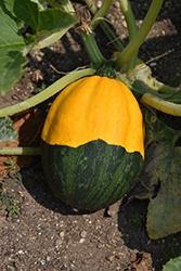 Bicolor Pear Gourd (Cucurbita pepo 'Bicolor Pear') at Lakeshore Garden Centres