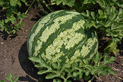 Shiny Boy Watermelon (Citrullus lanatus 'Shiny Boy') at A Very Successful Garden Center