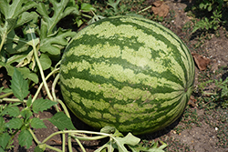 Watermelon (Citrullus lanatus) at A Very Successful Garden Center