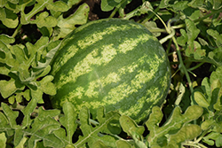 Top Gun Watermelon (Citrullus lanatus 'Top Gun') at A Very Successful Garden Center
