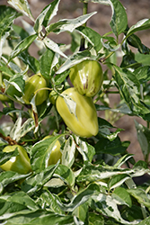 Confetti Pepper (Capsicum annuum 'Confetti') at A Very Successful Garden Center