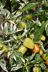 Confetti Pepper (Capsicum annuum 'Confetti') at A Very Successful Garden Center