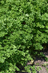 Triple Curled Parsley (Petroselinum crispum 'Triple Curled') at A Very Successful Garden Center