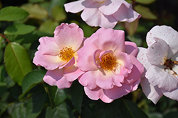 Peachy Knock Out Rose (Rosa 'Radgor') at Lakeshore Garden Centres
