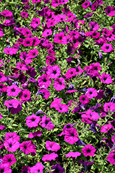 Easy Wave Violet Petunia (Petunia 'Easy Wave Violet') at Lakeshore Garden Centres