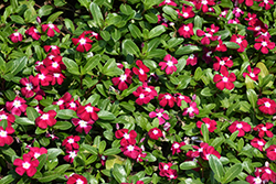 Pacifica Burgundy Halo Vinca (Catharanthus roseus 'Pacifica Burgundy Halo') at A Very Successful Garden Center