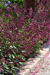 Skyscraper Dark Purple Salvia (Salvia 'HYBSV16016') at A Very Successful Garden Center