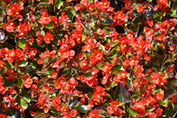 Ambassador Scarlet Begonia (Begonia 'Ambassador Scarlet') at A Very Successful Garden Center