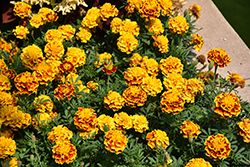 Bonanza Bee Marigold (Tagetes patula 'PAS2258') at Lakeshore Garden Centres