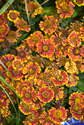 Mariachi Bandera Sneezeweed (Helenium autumnale 'Bandera') at Lakeshore Garden Centres