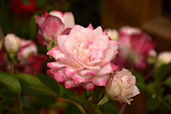 Grace N' Grit Pink Bicolor Rose (Rosa 'Meiryezza') at A Very Successful Garden Center