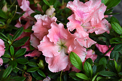 ReBLOOM Blush Elegance Azalea (Rhododendron 'RLH1-12PO') at Lakeshore Garden Centres