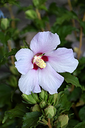 Blue Angel Rose of Sharon (Hibiscus syriacus 'Greba') at A Very Successful Garden Center
