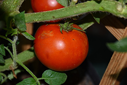Tempting Tomatoes Garden Treasure Tomato (Solanum lycopersicum 'Garden Treasure') at A Very Successful Garden Center
