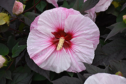 Summerific Perfect Storm Hibiscus (Hibiscus 'Perfect Storm') at A Very Successful Garden Center