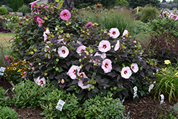 Summerific Perfect Storm Hibiscus (Hibiscus 'Perfect Storm') at A Very Successful Garden Center