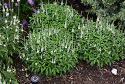 White Wands Speedwell (Veronica 'White Wands') at A Very Successful Garden Center