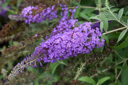 Monarch Blue Knight Butterfly Bush (Buddleia 'Blue Knight') at Lakeshore Garden Centres