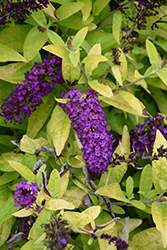 Little Nugget Butterfly Bush (Buddleia 'Little Nugget') at Stonegate Gardens