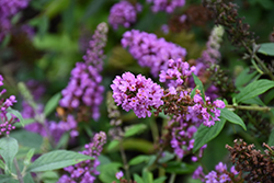 Orchid Annie Butterfly Bush (Buddleia 'Orchid Annie') at A Very Successful Garden Center