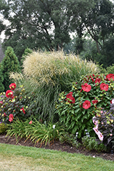 Encore Maiden Grass (Miscanthus sinensis 'Encore') at A Very Successful Garden Center