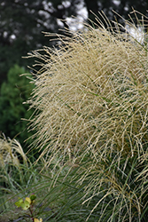 Encore Maiden Grass (Miscanthus sinensis 'Encore') at Lakeshore Garden Centres