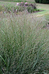 Cape Breeze Switch Grass (Panicum virgatum 'Cape Breeze') at A Very Successful Garden Center