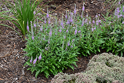 Lavender Lightsaber Speedwell (Veronica 'Lavender Lightsaber') at A Very Successful Garden Center
