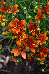 Sizzle And Spice Crazy Cayenne Tickseed (Coreopsis verticillata 'Crazy Cayenne') at A Very Successful Garden Center