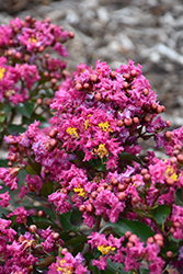 Barista Spiced Plum Crapemyrtle (Lagerstroemia 'Spiced Plum') at Stonegate Gardens
