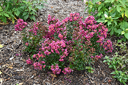 Barista Spiced Plum Crapemyrtle (Lagerstroemia 'Spiced Plum') at Lakeshore Garden Centres