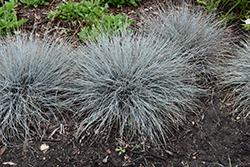 Blue Whiskers Blue Fescue (Festuca glauca 'Blue Whiskers') at Lakeshore Garden Centres