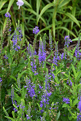 Royal Rembrandt Speedwell (Veronica 'Royal Rembrandt') at A Very Successful Garden Center
