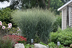 Prairie Winds Totem Pole Switch Grass (Panicum virgatum 'Totem Pole') at A Very Successful Garden Center