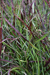 Cheyenne Sky Switch Grass (Panicum virgatum 'Cheyenne Sky') at Lakeshore Garden Centres
