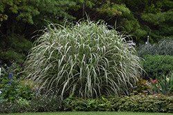 Cosmopolitan Maiden Grass (Miscanthus sinensis 'Cosmopolitan') at A Very Successful Garden Center