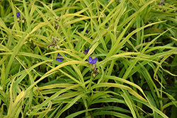 Charlotte's Web Spiderwort (Tradescantia x andersoniana 'Charlotte's Web') at A Very Successful Garden Center