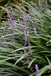 Big Blue Lily Turf (Liriope muscari 'Big Blue') at A Very Successful Garden Center