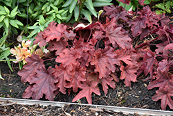 Fun and Games Red Rover Foamy Bells (Heucherella 'Red Rover') at Stonegate Gardens