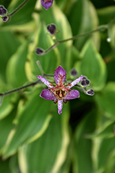 Autumn Glow Toad Lily (Tricyrtis formosana 'Autumn Glow') at A Very Successful Garden Center