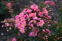 Barista Cool Beans Crapemyrtle (Lagerstroemia 'Cool Beans') at A Very Successful Garden Center