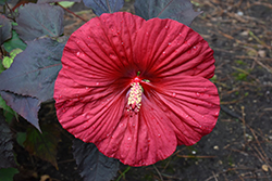 Summerific Holy Grail Hibiscus (Hibiscus 'Holy Grail') at Stonegate Gardens